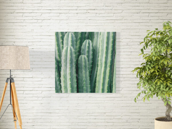 Cactus T-01