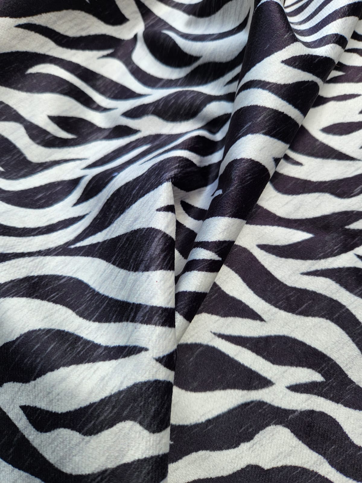 Zebra (2)